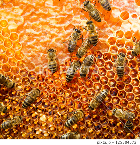 Bee honeycombs with honey 125584372