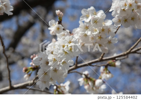 白い桜のアップ写真 125584402