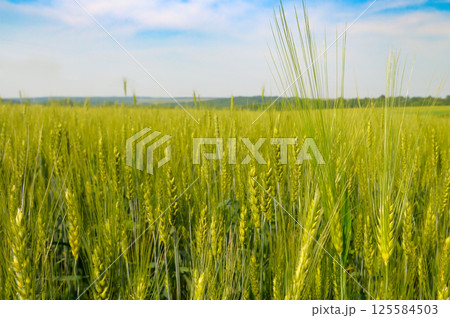 Green field of wheat with ears and bright sky. Green field of wheat with ears and bright sky. 125584503