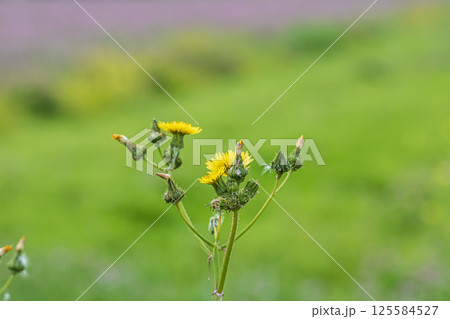 春の野に咲く花ノゲシ 春の野に咲く花ノゲシ 125584527