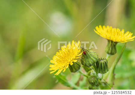 春の野に咲く花ノゲシ 春の野に咲く花ノゲシ 125584532