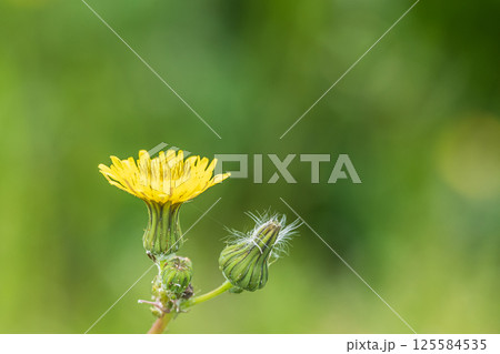 春の野に咲く花ノゲシ 春の野に咲く花ノゲシ 125584535