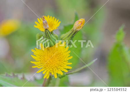 春の野に咲く花ノゲシ 春の野に咲く花ノゲシ 125584552