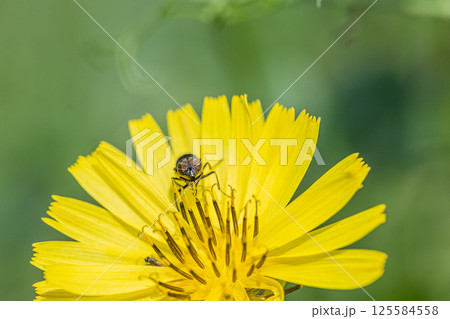 ツマグロキンバエ 125584558