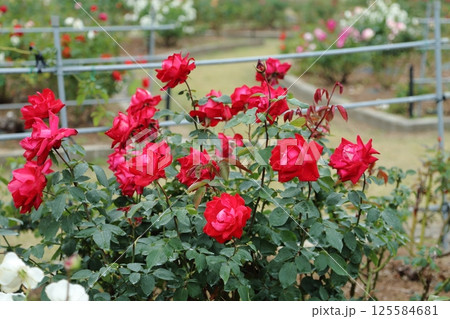 荒尾市　おもやい市民花壇　バラの花、 125584681