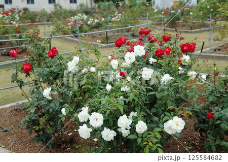 荒尾市 おもやい市民花壇 バラの花、 荒尾市 おもやい市民花壇 バラの花、 125584682