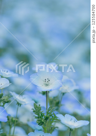 青いネモフィラ 125584700
