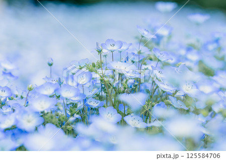 青いネモフィラ 125584706
