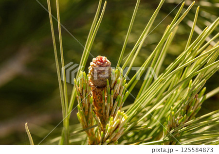 Single Young Pine Cone Surrounded by Fresh Green Pine Needles 125584873