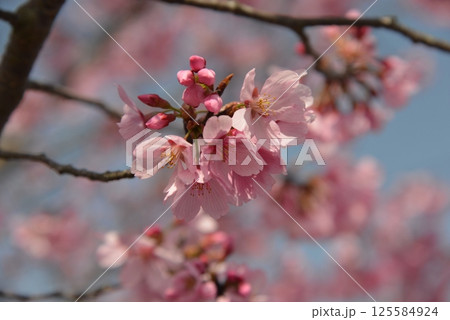 春の陽気に誘われてピンクの桜のアップ写真 春の陽気に誘われてピンクの桜のアップ写真 125584924