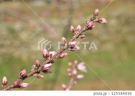 桃の花のピンクのつぼみのアップ写真 125584930