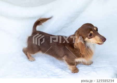 カニンヘンダックスフンド 成犬　チョコイエロー 125585234