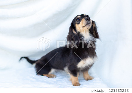 カニンヘンダックスフンド 成犬 ブラックイエロー カニンヘンダックスフンド 成犬 ブラックイエロー 125585238