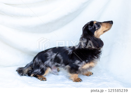 カニンヘンダックスフンド 成犬　シルバーダップル 125585239