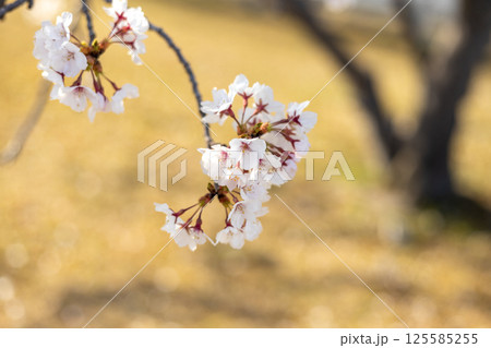 桜 桜 125585255
