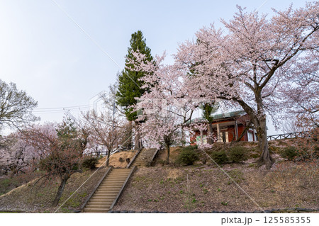 【水道山公園】夕方の桜の咲く公園 【水道山公園】夕方の桜の咲く公園 125585355