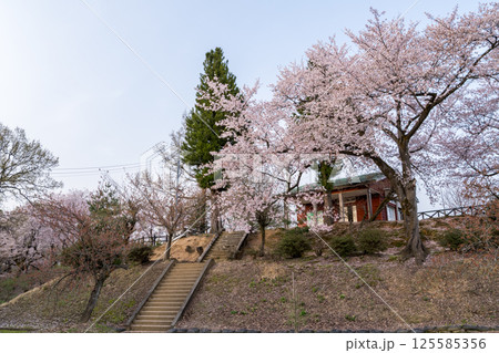 【水道山公園】夕方の桜の咲く公園 125585356
