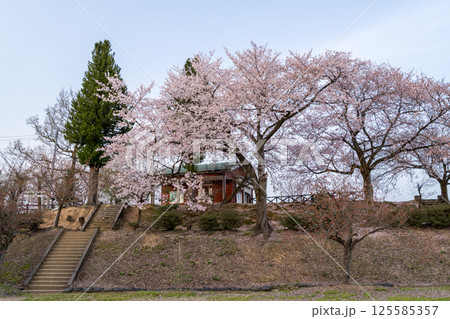 【水道山公園】夕方の桜の咲く公園 125585357
