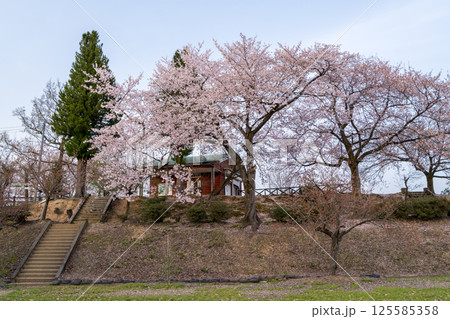 【水道山公園】夕方の桜の咲く公園 125585358