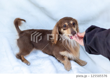 カニンヘンダックスフンド 成犬　チョコイエロー 125585576