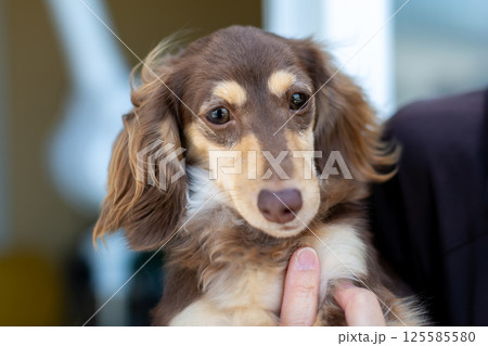 カニンヘンダックスフンド 成犬 チョコイエロー カニンヘンダックスフンド 成犬 チョコイエロー 125585580