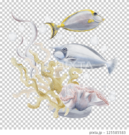 Exotic tropical fish swim near a coral reef. Algae and sea plants. Laminaria grows on the seabed. In the background there are air bubbles. Watercolor illustration without background. Hand drawing. Exotic tropical fish swim near a coral reef. Algae and sea plants. Laminaria grows on the seabed. In the background there are air bubbles. Watercolor illustration without background. Hand drawing. 125585583