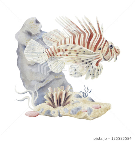 Lionfish. Big beautiful tropical exotic fish with red stripes. Marine world. Seabed with sand and pebbles. Underwater plants and sponge. Bubbles in the background. Watercolor illustration. . Lionfish. Big beautiful tropical exotic fish with red stripes. Marine world. Seabed with sand and pebbles. Underwater plants and sponge. Bubbles in the background. Watercolor illustration. . 125585584