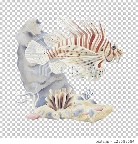 Lionfish. Big beautiful tropical exotic fish with red stripes. Marine world. Seabed with sand and pebbles. Underwater plants and sponge. Bubbles in the background. Watercolor illustration. . Lionfish. Big beautiful tropical exotic fish with red stripes. Marine world. Seabed with sand and pebbles. Underwater plants and sponge. Bubbles in the background. Watercolor illustration. . 125585584