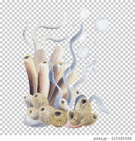 Sea sponges on the sea bottom or coral reef. Blue algae and kelp. Bubbles under water with air. Watercolor illustration without background. Pastel colors. Hand drawing. High quality illustration 125585589