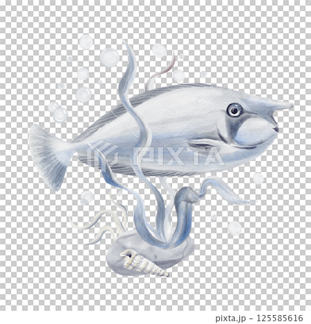 Exotic sea fish. Surgeon fish and blue-spined rhinoceros fish with a long nose and light gray color. Seaweed and sea pebbles. Sea snail shell. watercolor illustration. Hand drawn.  125585616