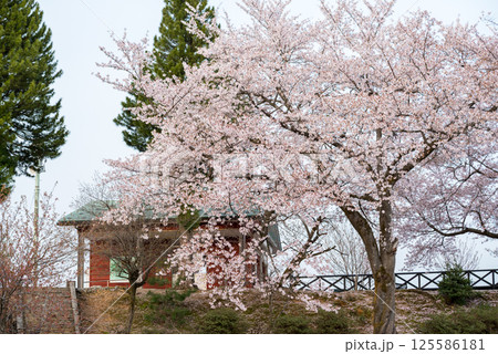 【水道山公園】夕方の桜の咲く公園 【水道山公園】夕方の桜の咲く公園 125586181
