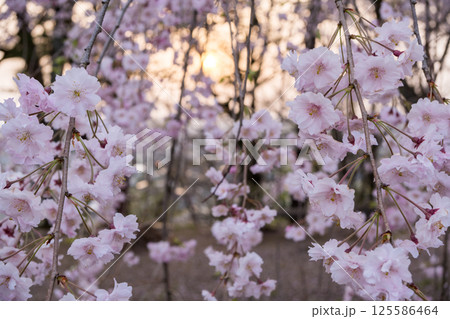 【水道山公園】夕陽が差し込む桜の咲く公園 【水道山公園】夕陽が差し込む桜の咲く公園 125586464