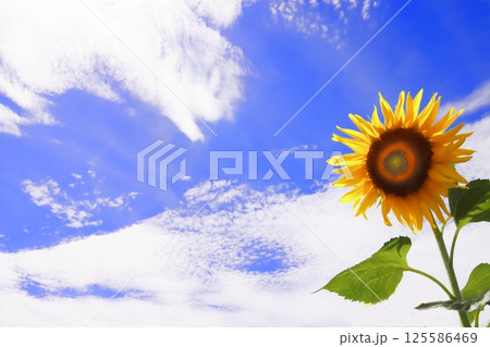 夏の空に咲く向日葵 夏の空に咲く向日葵 125586469