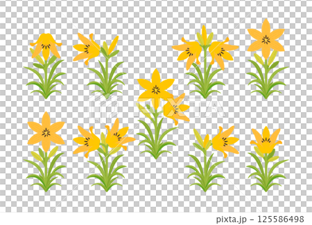 Daylily set 125586498