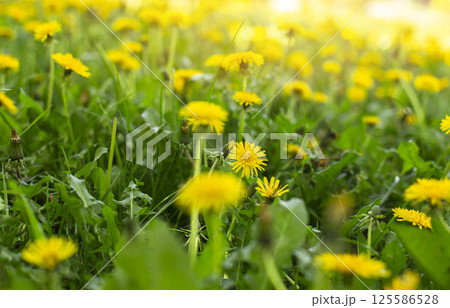 dandelions composition summer and spring vibe warm and sunny dandelions composition summer and spring vibe warm and sunny 125586528