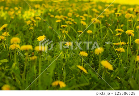 dandelions composition summer and spring vibe warm and sunny 125586529