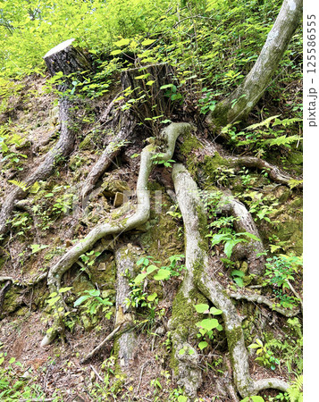 苔に覆われた木の根 苔に覆われた木の根 125586555