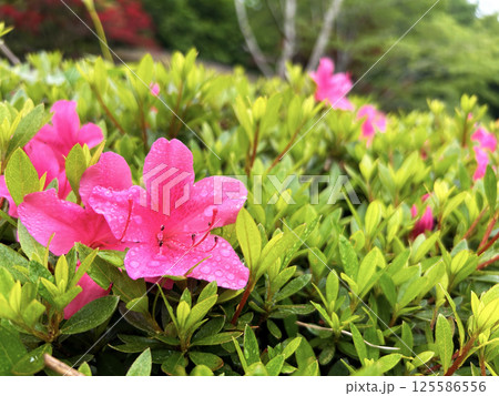 雨に濡れるツツジの花 雨に濡れるツツジの花 125586556