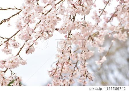 淡いピンクのシダレソメイヨシノ 125586742
