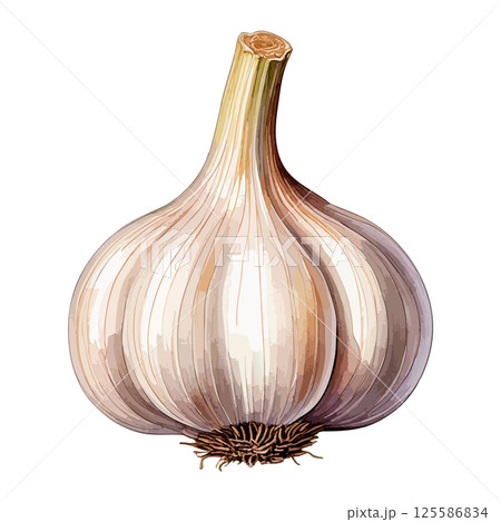 にんにくの水彩風イラスト 生成AI にんにくの水彩風イラスト 生成AI 125586834