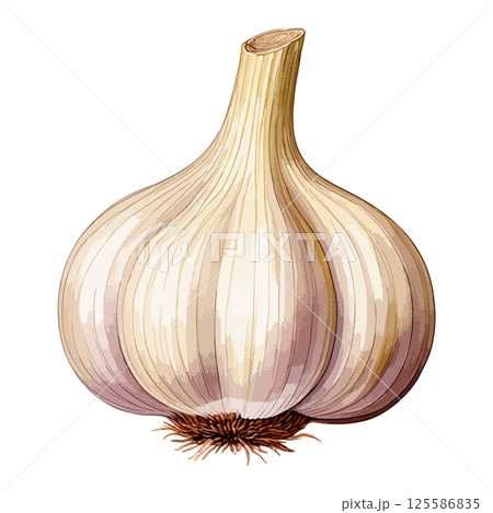 にんにくの水彩風イラスト 生成AI にんにくの水彩風イラスト 生成AI 125586835