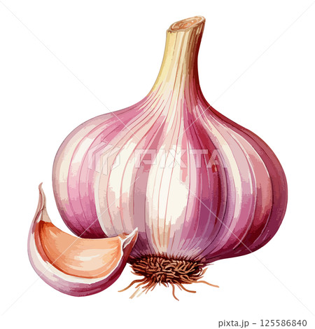 紫にんにくの水彩風イラスト 生成AI 紫にんにくの水彩風イラスト 生成AI 125586840