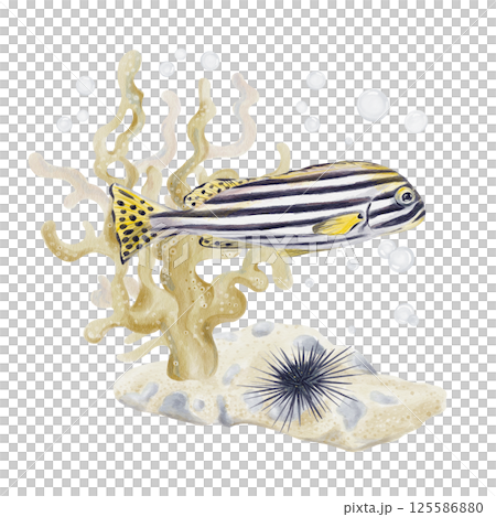 Striped tropical fish swims through corals. Sand with pebbles and stones. Sea urchin floats on the bottom. Bubbles on the background. Watercolor illustration isolated from the background. Hand drawn. Striped tropical fish swims through corals. Sand with pebbles and stones. Sea urchin floats on the bottom. Bubbles on the background. Watercolor illustration isolated from the background. Hand drawn. 125586880