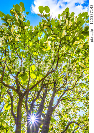 日本の横浜都市景観 緑と白が映えるハクウンボク（白雲木）…。花言葉は壮大、愛の旅、朗らかな人＝29日 125587142