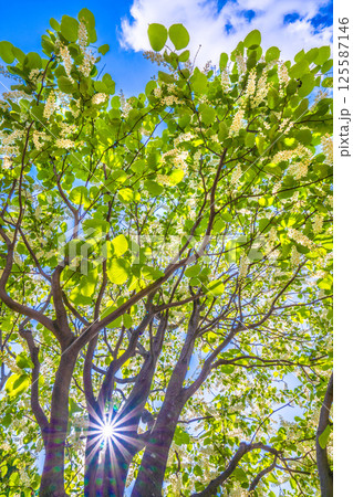 日本の横浜都市景観 緑と白が映えるハクウンボク(白雲木)…。花言葉は壮大、愛の旅、朗らかな人=29日 日本の横浜都市景観 緑と白が映えるハクウンボク(白雲木)…。花言葉は壮大、愛の旅、朗らかな人=29日 125587146