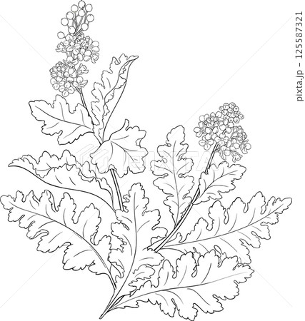 Crambe Plant with Flowers and Leaves Outline Illustration. Essential oil ingredient for cosmetics, spa, aromatherapy, health care, alternative medicine.  125587321