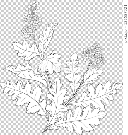 Crambe Plant with Flowers and Leaves Outline Illustration. Essential oil ingredient for cosmetics, spa, aromatherapy, health care, alternative medicine.  125587321