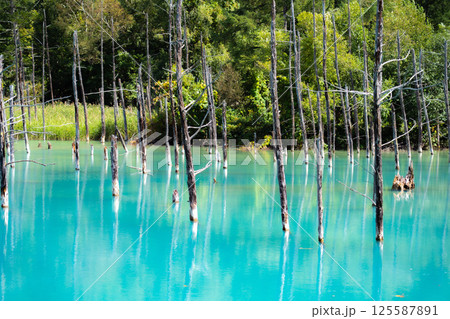 北海道美瑛の青い池 125587891