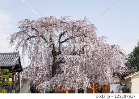 東京・谷中・長名寺　満開のしだれ桜（東京都台東区谷中） 125587917
