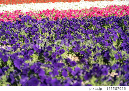 色とりどりに咲く花の帯 色とりどりに咲く花の帯 125587926